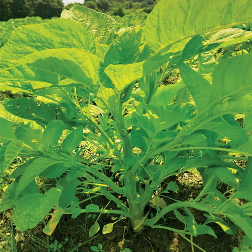 AMARANTHUS SAAG WHITE JHAR KATWA
